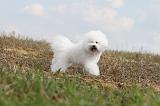 BICHON FRISE 144